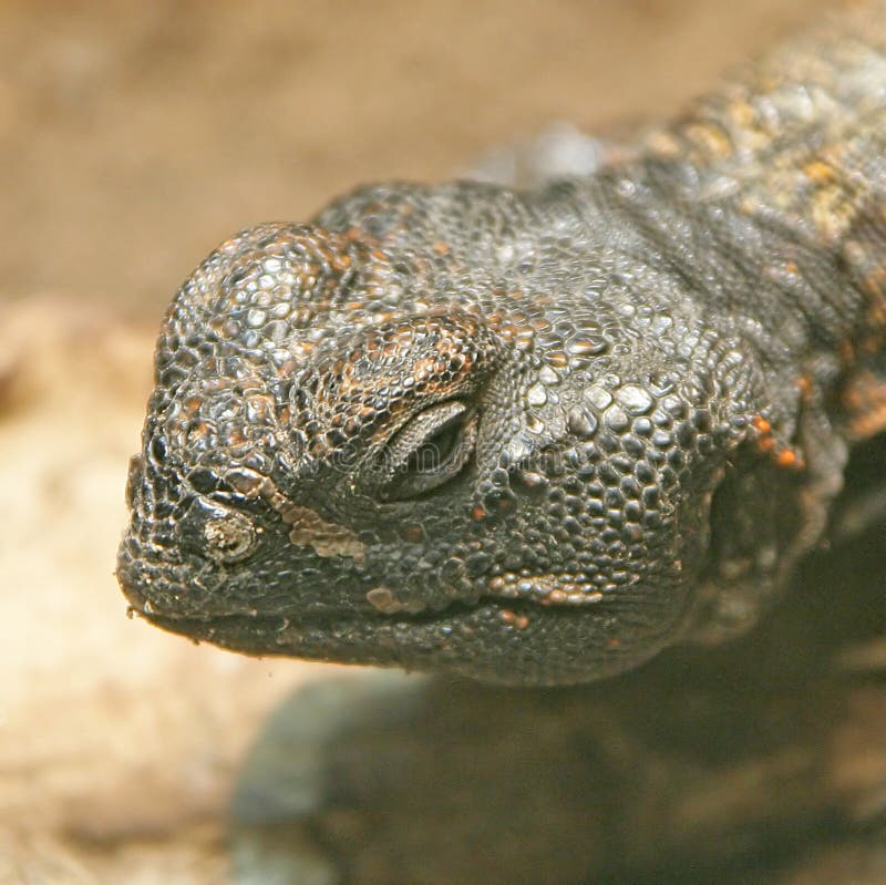 Thorn-tailed Agama 2