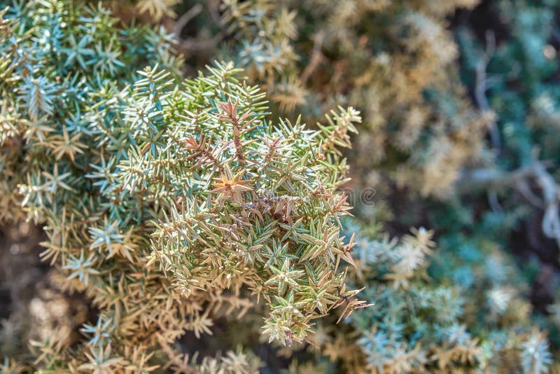 Thornbush under the hot sun closeup. Thornbush texture