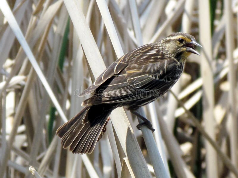 Thornhill Female Red-winged Blackbird