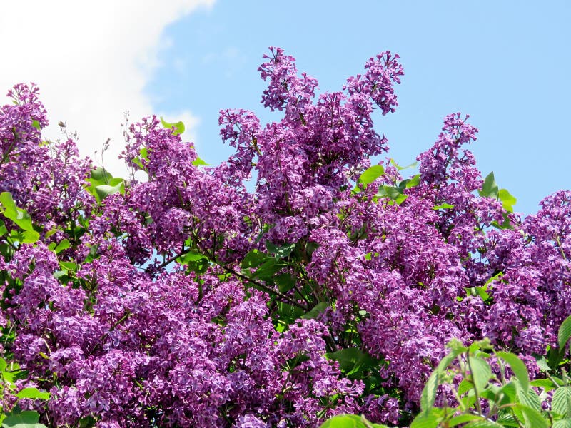 Thornhill lilac bushs 2017