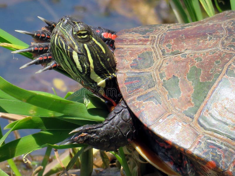 Thornhill portrait of a Painted Turtle 2016