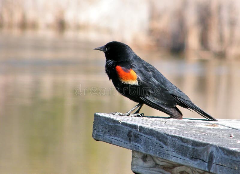 Thornhill Red-winged Blackbird 2010