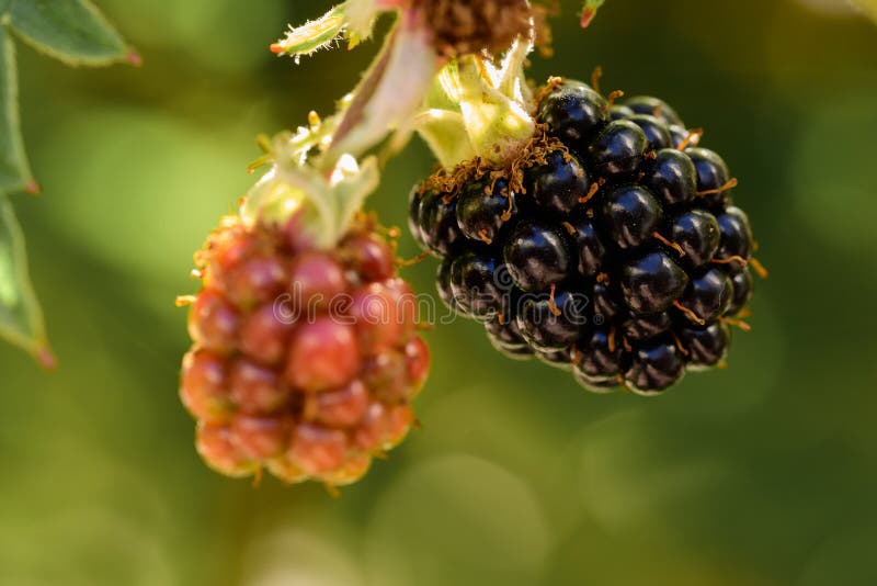 Thornless Blackberry Rubus Fruticosus Black Satin Fruit Stock Photo