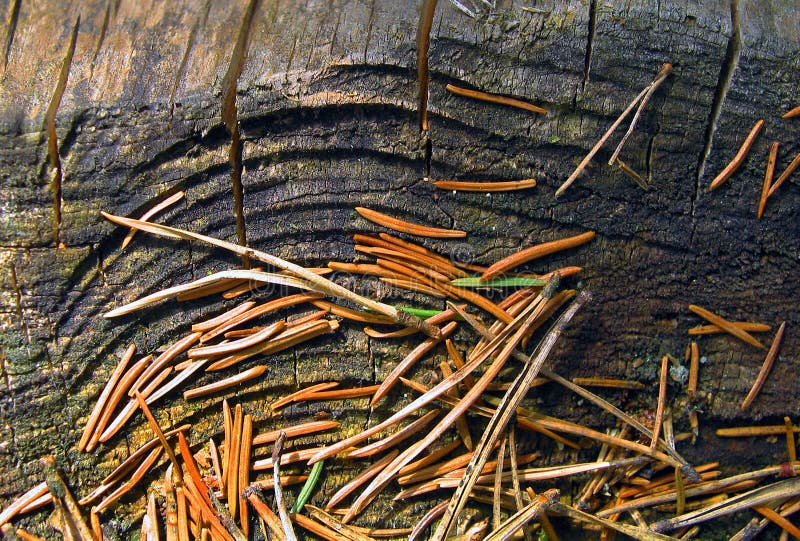A stump covered with fir-needles in woodlot. A stump covered with fir-needles in woodlot