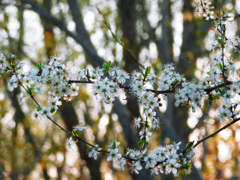Thorns bloem. doorn. bloei. plant. bloem royalty-vrije stock foto