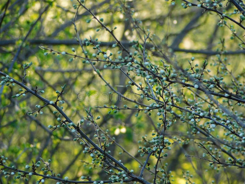 Thorns bloem. doorn. bloei. plant. bloem royalty-vrije stock afbeeldingen