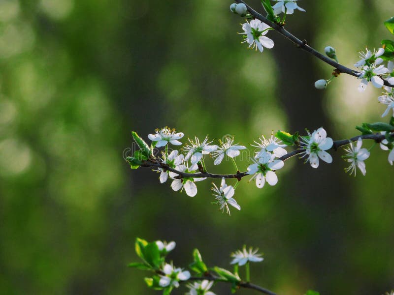 Thorns bloem. doorn. bloei. plant. bloem royalty-vrije stock fotografie