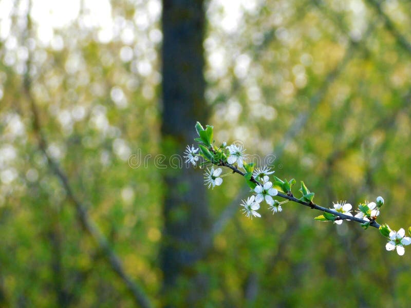 Thorns bloem. doorn. bloei. plant. bloem royalty-vrije stock foto's
