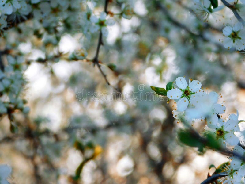 Thorns bloem. doorn. bloei. plant. bloem stock foto's