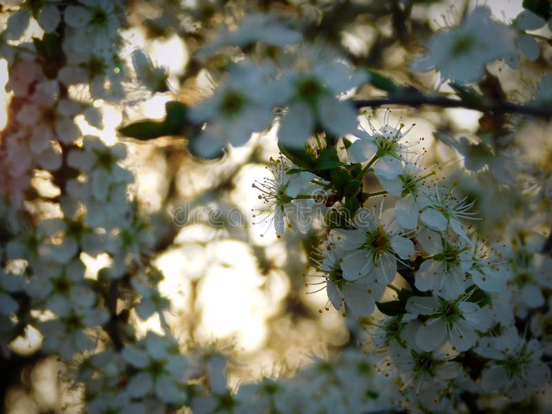 Thorns bloem. doorn. bloei. plant. bloem stock afbeeldingen