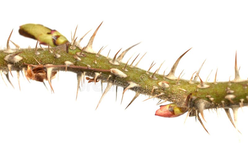 Thorns Protecting Rose Bud Og Stem Stock Image Image of background