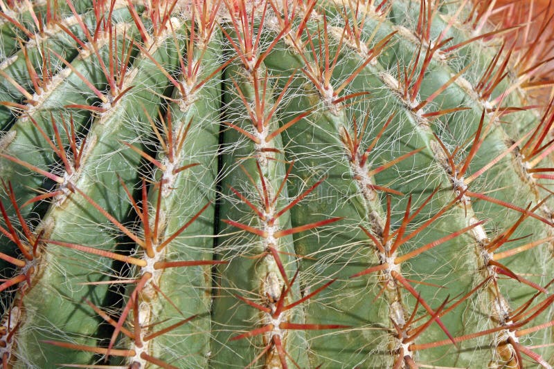 fat cactus fat cactus