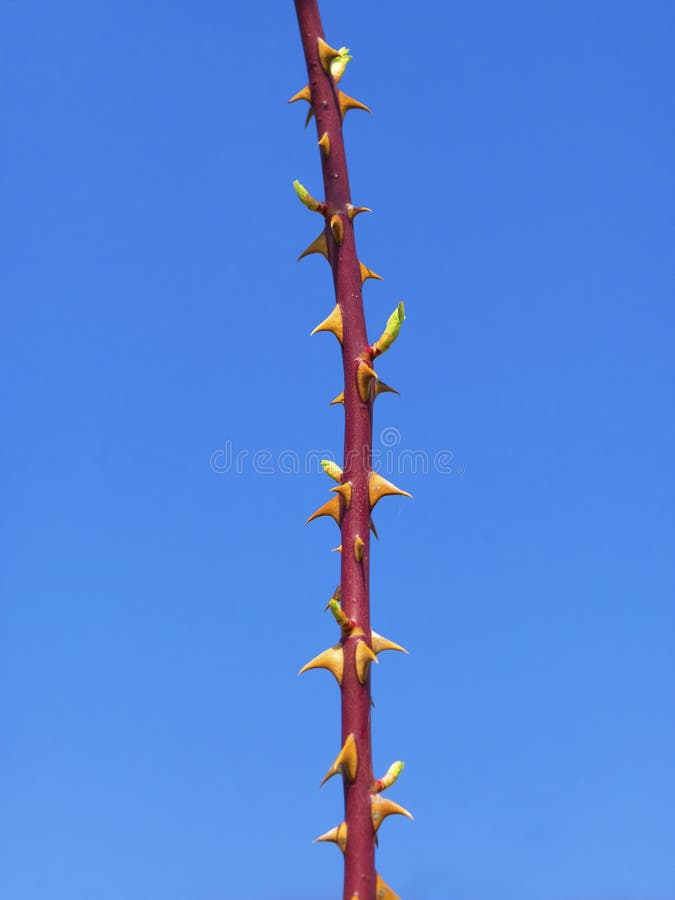 Rose stem stock photo. Image of concept, brambles, expensive 50190876