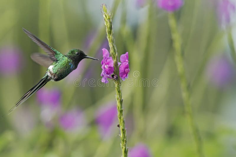 Thorntail verde, asomando al lado de la flor violeta en jardín, pájaro del bosque tropical de la montaña, Costa Rica, hábitat nat fotografía de archivo Thorntail verde, asomando al lado de la flor violeta en jardín, pájaro del bosque tropical de la montaña, Costa Rica, hábitat nat fotografía de archivo
