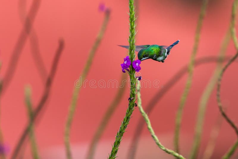 Thorntail verde - conversii de Discosura fotografía de archivo Thorntail verde - conversii de Discosura fotografía de archivo