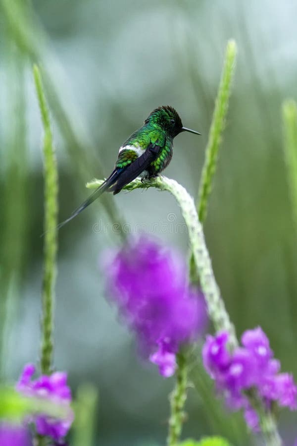 Thorntail verde que se sienta en la flor, pájaro del bosque tropical de la montaña, Costa Rica, pájaro que se encarama en rama foto de archivo Thorntail verde que se sienta en la flor, pájaro del bosque tropical de la montaña, Costa Rica, pájaro que se encarama en rama foto de archivo