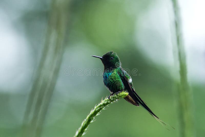 Thorntail verde que se sienta en la flor, pájaro del bosque tropical de la montaña, Costa Rica, pájaro que se encarama en la rama imágenes de archivo libres de regalías Thorntail verde que se sienta en la flor, pájaro del bosque tropical de la montaña, Costa Rica, pájaro que se encarama en la rama imágenes de archivo libres de regalías