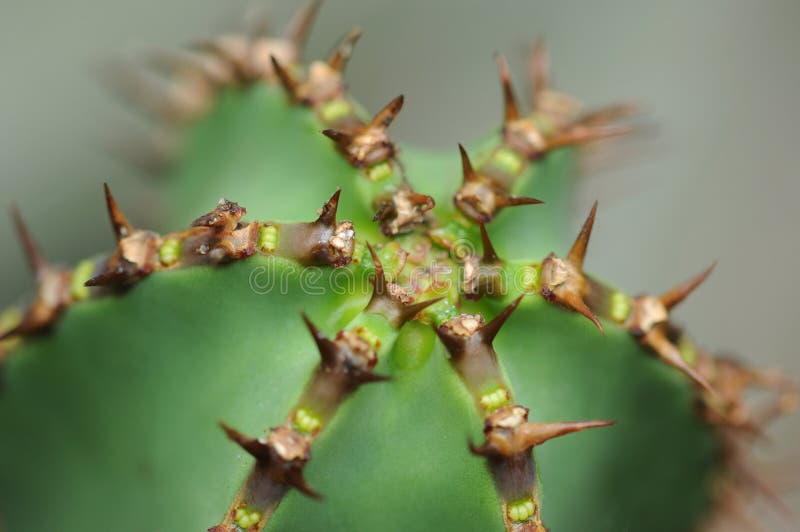 Thorny cactus