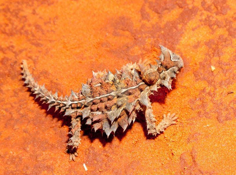 Thorny devil lizard australia