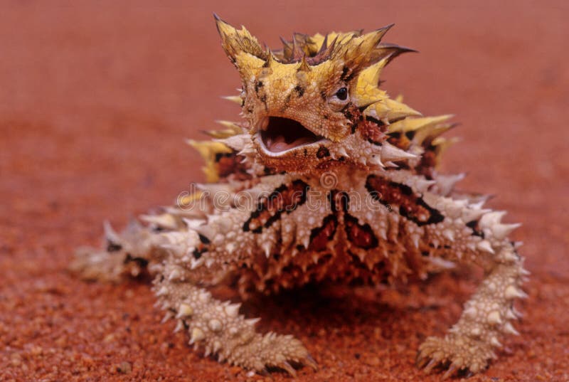 Thorny devil