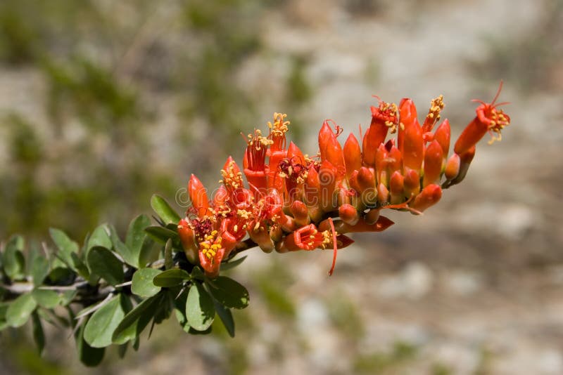 Thorny Red Ocotillo Flower stock image. Image of pollen 697599