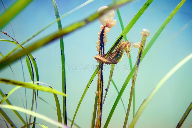 Thorny Seahorse Hippocampus anchored to a Posidonia seaweed stock images Thorny Seahorse Hippocampus anchored to a Posidonia seaweed stock images