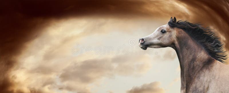 Thoroughbred arabski koński bieg przy wspaniałym dramatycznym nieba tłem Końska głowa z rozwija grzywą, sztandar zdjęcie stock Thoroughbred arabski koński bieg przy wspaniałym dramatycznym nieba tłem Końska głowa z rozwija grzywą, sztandar zdjęcie stock