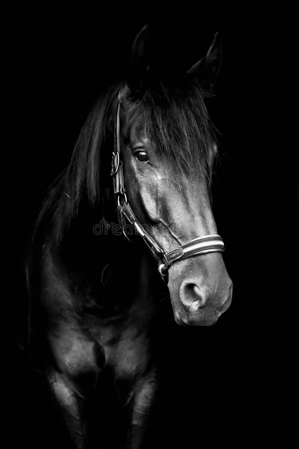 Horse Stock Photo - Download Image Now - Horse, Black Color, Black