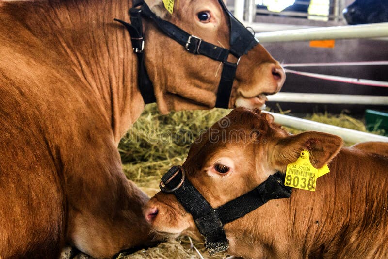 Thoroughbred Breeding Cows on the Farm. Ukraine. 2017 Editorial Photo