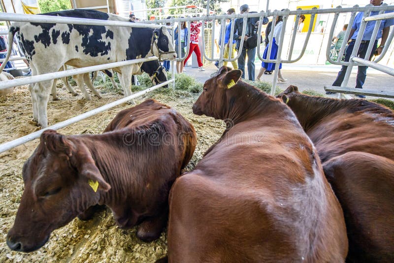 Thoroughbred Breeding Cows on the Farm. Ukraine. 2017 Editorial Photo