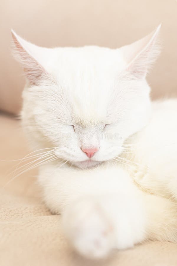 A Thoroughbred Cat. a White British Cat. Portrait. Pets Stock Image