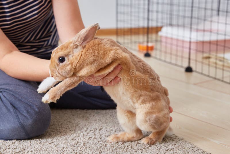Thoroughbred Decorative Rabbit Mini Rex in the Hands of the Owner Close