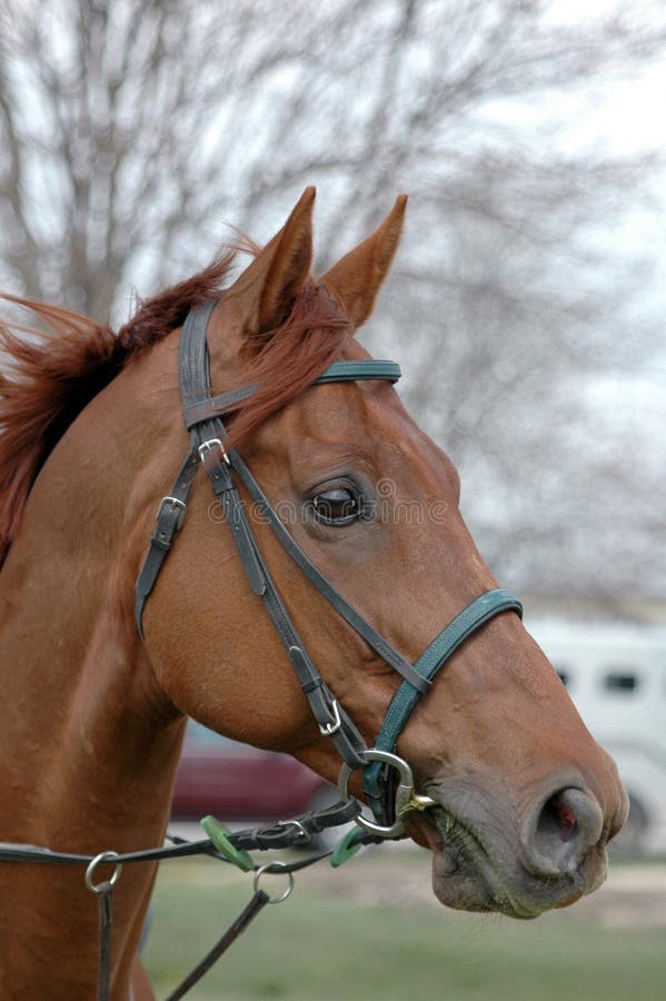 Thoroughbred Head in Bridle