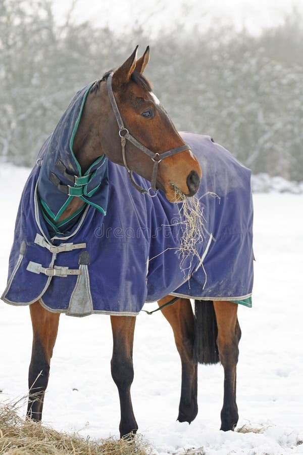 Thoroughbred Horse Eating Hay in Snow