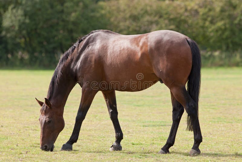 Thoroughbred Horse Grazing