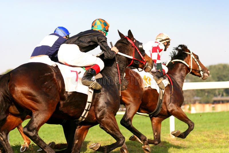 Thoroughbred horserace with three galloping horses