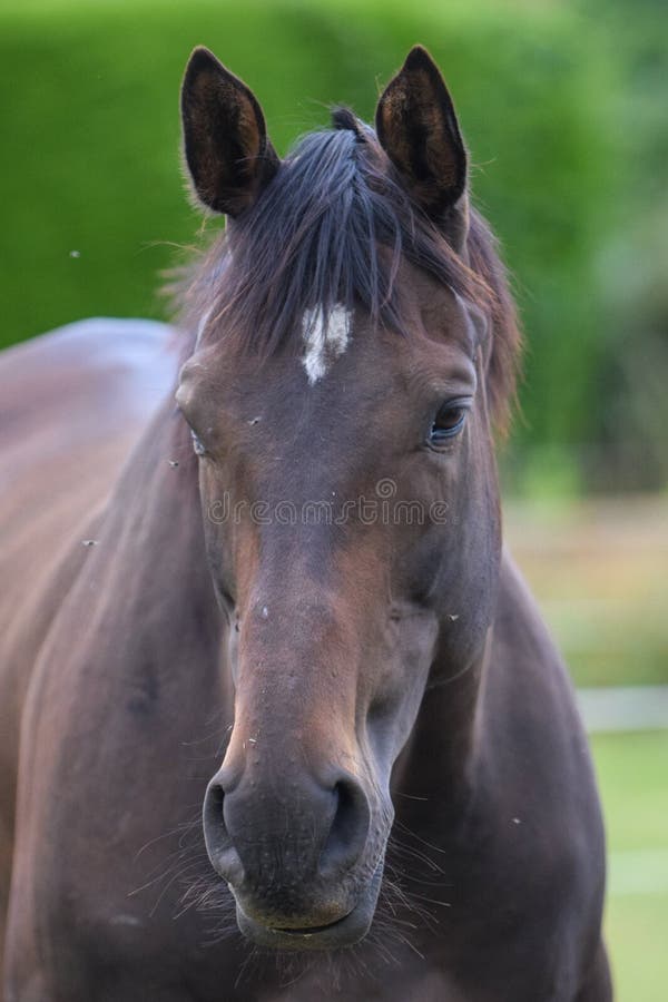 Horse head stock image. Image of equestria, horses, head 227365051
