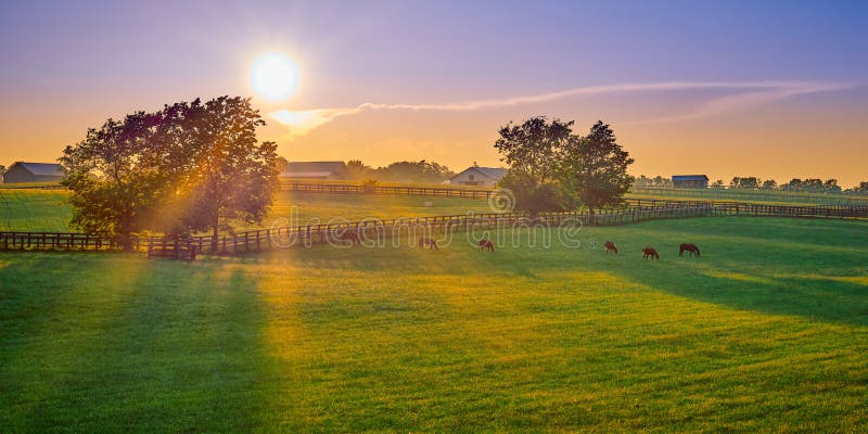 Czystokrwiste konie pasące się o zachodzie słońca zdjęcie stock