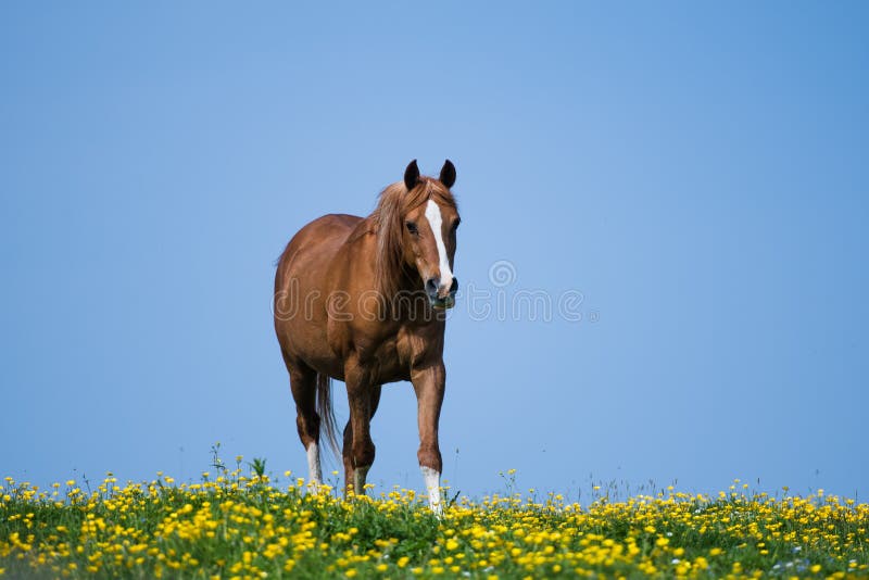 Thoroughbred ogiera Arabski koń obraz royalty free Thoroughbred ogiera Arabski koń obraz royalty free