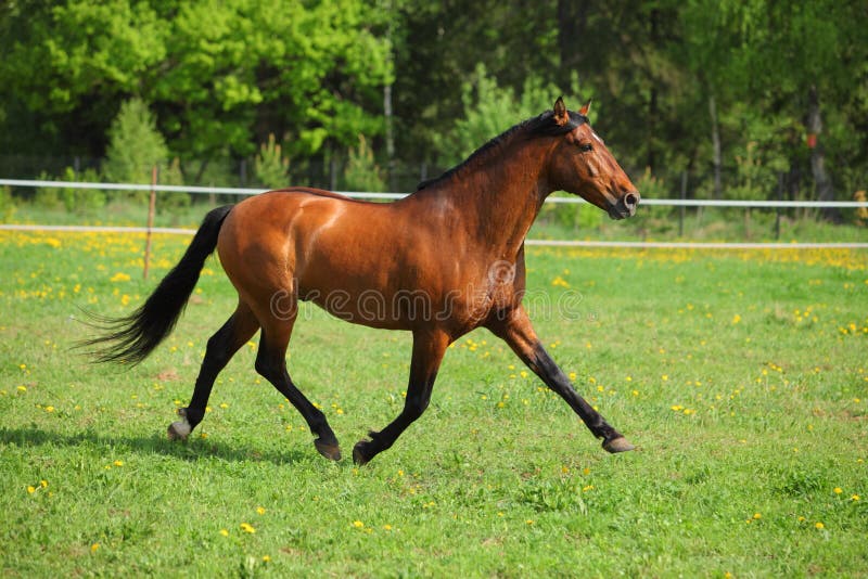 Thoroughbred horse runs on a green meadow
