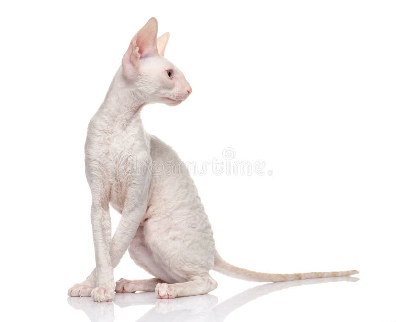 Thoroughbred White Cornish Rex Cat on white background. stock photography Thoroughbred White Cornish Rex Cat on white background. stock photography