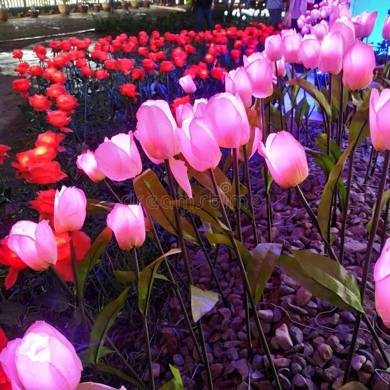 Thousand flowers stock image. Image of flowers, night 137455267