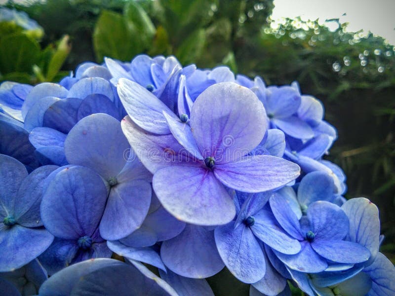 Thousand Flowers Pink in Mediterranean Summer. Stock Image Image of