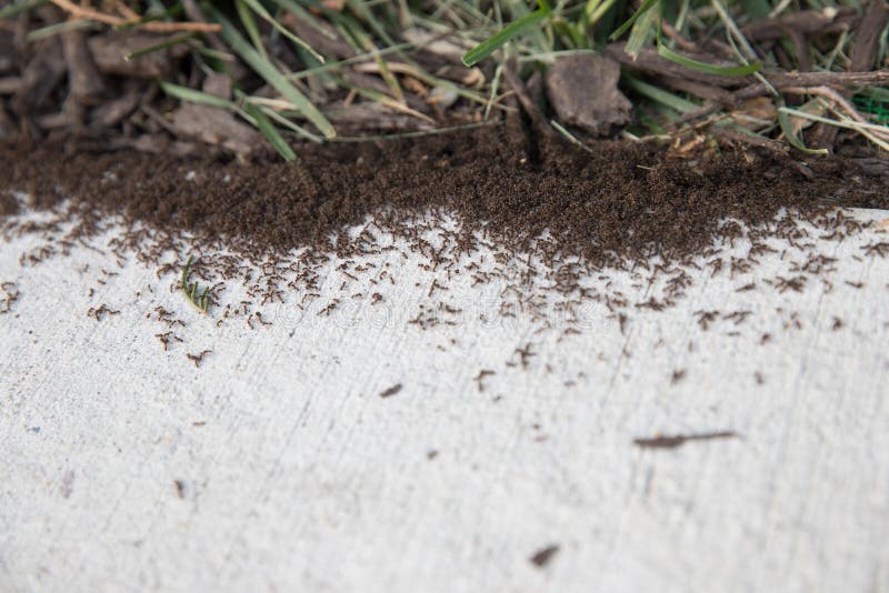 Thousands of Black Ants on Concrete Ground Close Up Stock Image Image