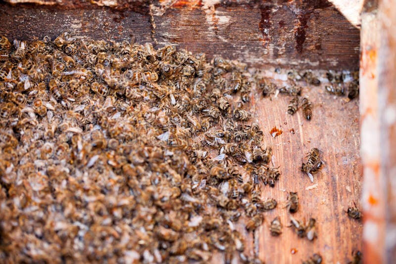 Thousands dead honey bees.