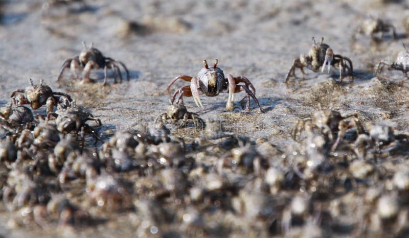 Thousands of tiny sand bubbler crabs flock from the beach into water on tropical island Ko Lanta stock image Thousands of tiny sand bubbler crabs flock from the beach into water on tropical island Ko Lanta stock image