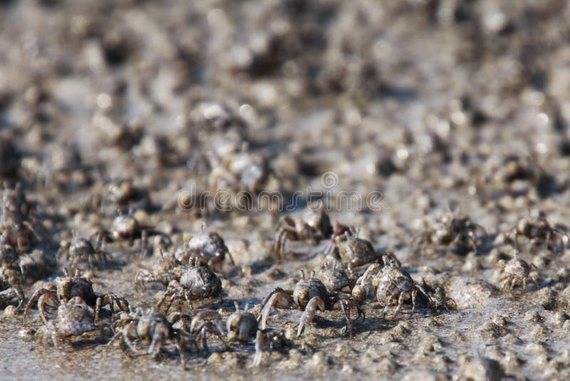 Thousands of tiny sand bubbler crabs flock from the beach into water on tropical island Ko Lanta stock photo Thousands of tiny sand bubbler crabs flock from the beach into water on tropical island Ko Lanta stock photo