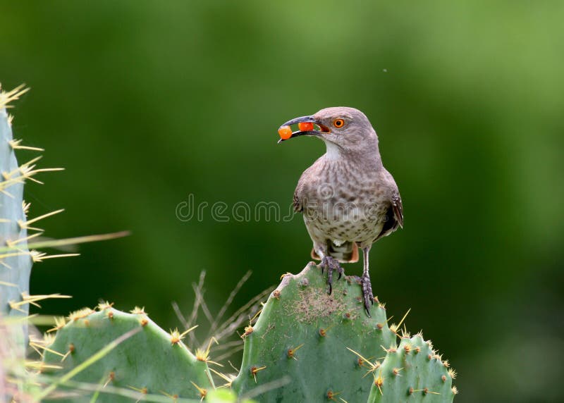 A curve-billed thrasher perched on a prickly pear catus. The orange berries in its beak are from spiny hackberry (Celtis pallida). A curve-billed thrasher perched on a prickly pear catus. The orange berries in its beak are from spiny hackberry (Celtis pallida).