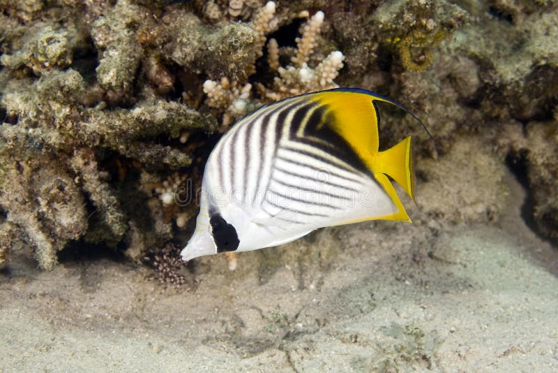 Threadfin butterflyfish (chaetodon auriga)