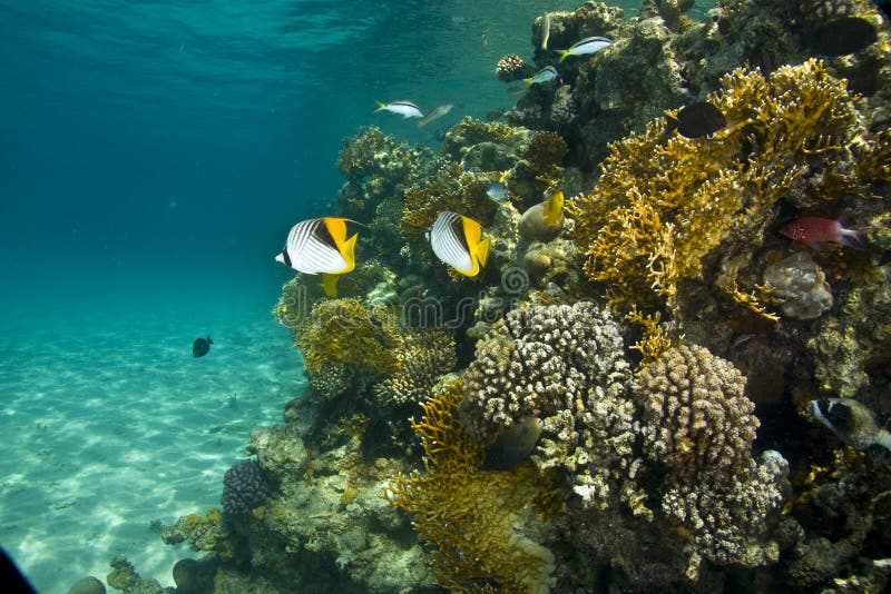 Threadfin butterflyfish (chaetodon auriga)